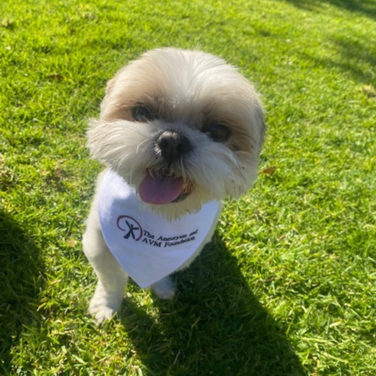 TAAF Awareness Ambassadors/Pet STAR