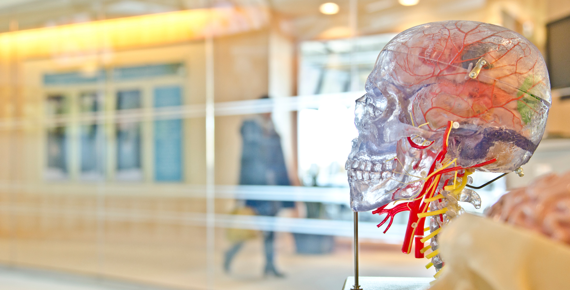 Each year, TAAF funds scientific research that significantly moves the field forward toward effective understanding of cerebrovascular disease.
